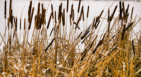 Are bulrushes the answer to sustainable clothing and farming? | The